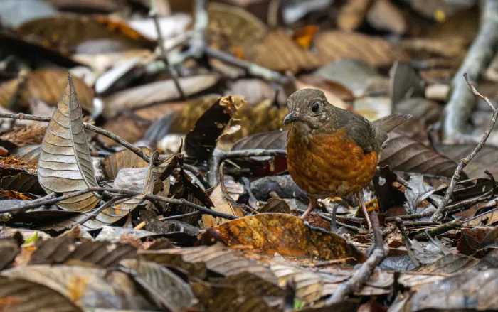 File:Zoothera everetti - Forest Botial-Jarvis - 296278349.jpeg