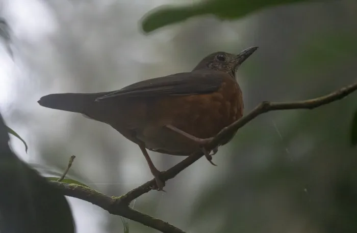 File:Zoothera everetti - Forest Botial-Jarvis - 296284630.jpeg