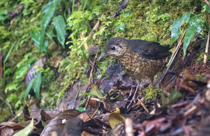 File:Zoothera everetti - Forest Botial-Jarvis - 296278221.jpeg