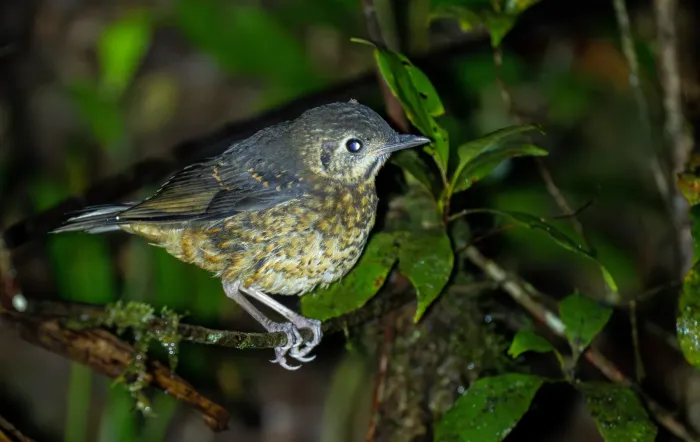 File:Zoothera everetti - Forest Botial-Jarvis - 296279353.jpeg