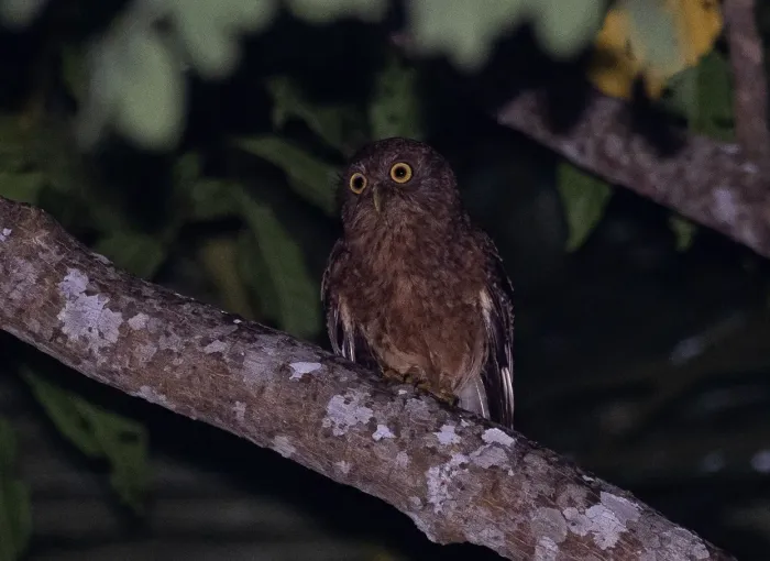 File:Ninox spilonotus - Forest Botial-Jarvis - 198783233 (cropped).jpeg