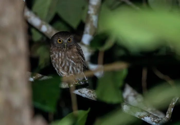 File:Ninox philippensis - Forest Botial-Jarvis - 178529739.jpeg