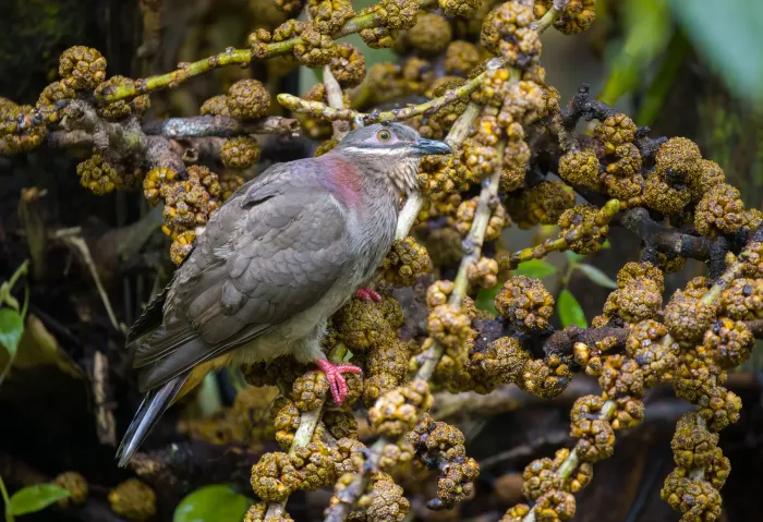 File:Phapitreron amethystinus - Forest Botial-Jarvis - 261838250.jpeg