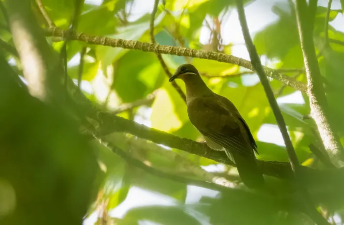 File:Phapitreron leucotis - Forest Botial-Jarvis - 201482982.jpeg