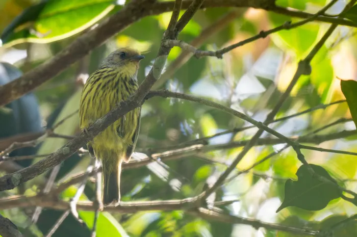 File:Zosterornis hypogrammicus - Forest Botial-Jarvis - 276219956.jpeg