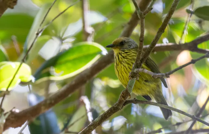 File:Zosterornis hypogrammicus - Forest Botial-Jarvis - 276219985.jpeg