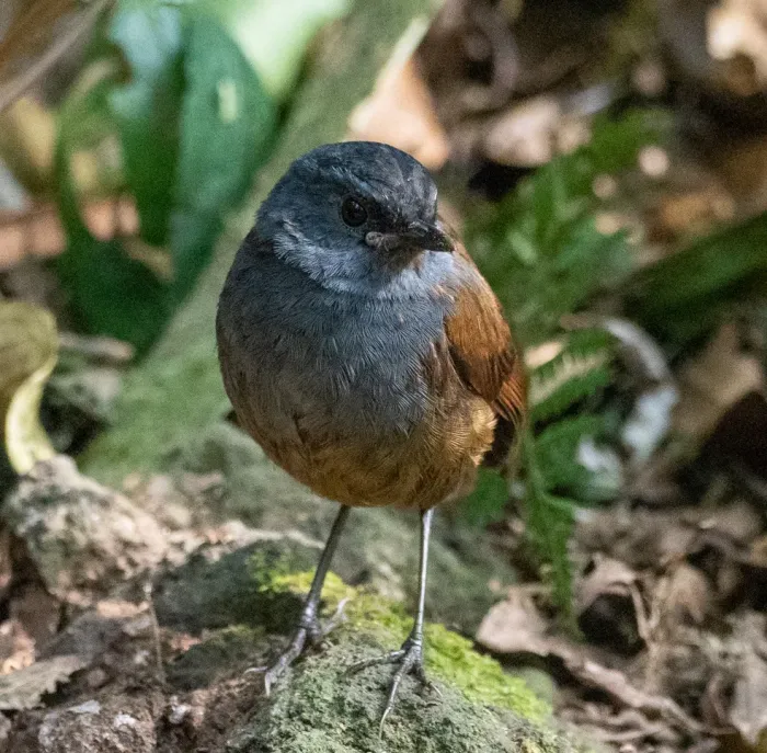 File:Brachypteryx montana - Forest Botial-Jarvis - 52166275 (cropped).jpeg