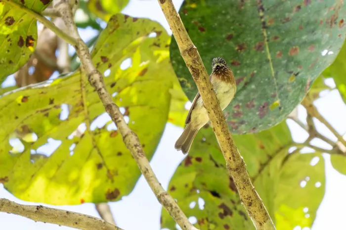 File:Dasycrotapha plateni - Forest Botial-Jarvis - 270924251.jpeg