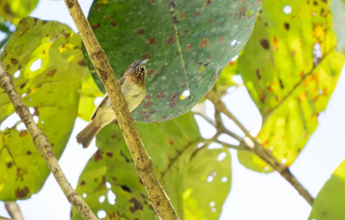 File:Dasycrotapha plateni - Forest Botial-Jarvis - 270924266.jpeg