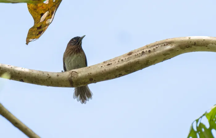 File:Dasycrotapha plateni - Forest Botial-Jarvis - 270924328.jpeg