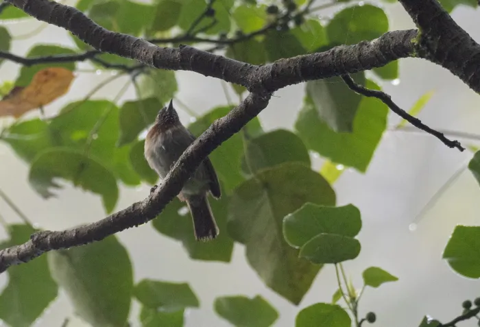File:Dasycrotapha plateni - Forest Botial-Jarvis - 232306347.jpeg