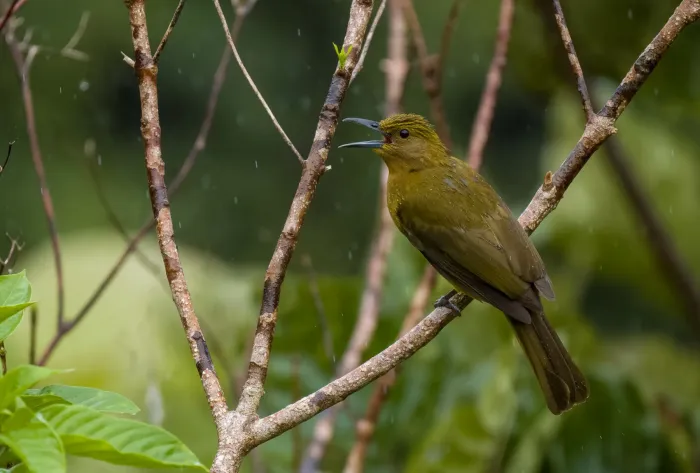 File:Hypsipetes everetti - Forest Botial-Jarvis - 263837146.jpeg