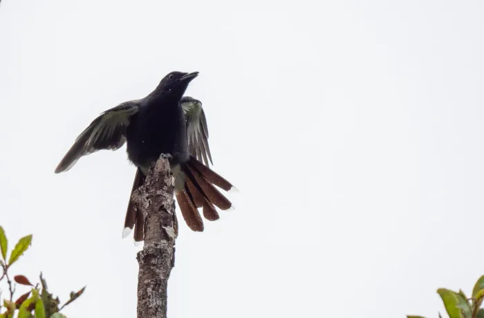 File:Edolisoma ostentum - Forest Botial-Jarvis - 316277272.jpeg