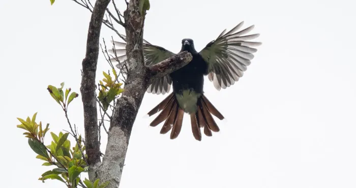 File:Edolisoma ostentum - Forest Botial-Jarvis - 316277304.jpeg