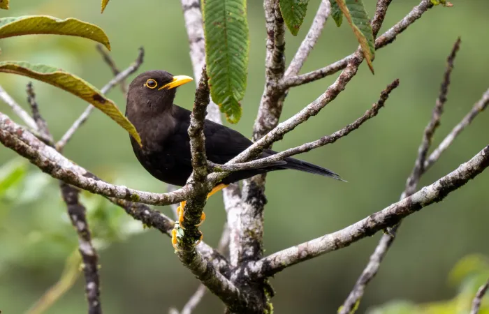 File:Turdus thomassoni - Forest Botial-Jarvis - 252853046.jpeg