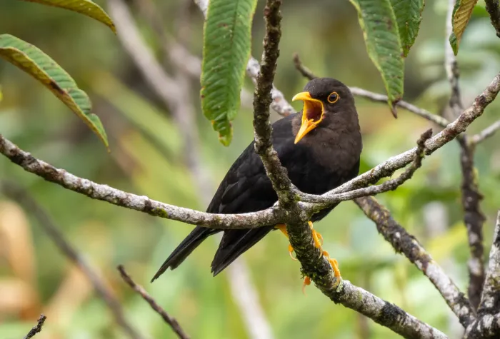 File:Turdus thomassoni - Forest Botial-Jarvis - 252853083.jpeg