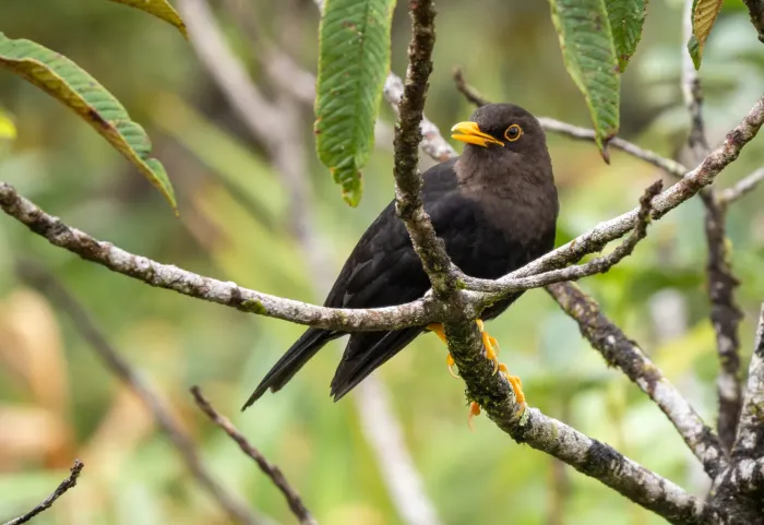File:Turdus thomassoni - Forest Botial-Jarvis - 252853096.jpeg