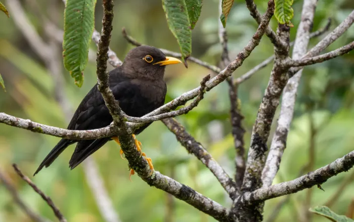 File:Turdus thomassoni - Forest Botial-Jarvis - 252853109.jpeg