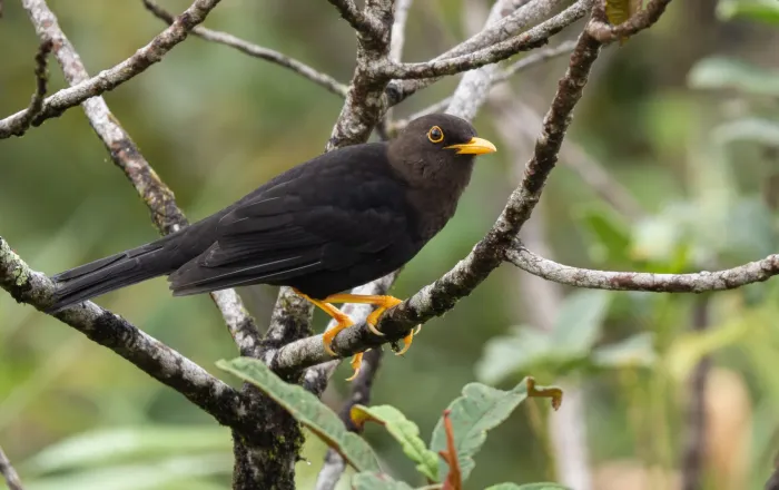 File:Turdus thomassoni - Forest Botial-Jarvis - 252853146.jpeg
