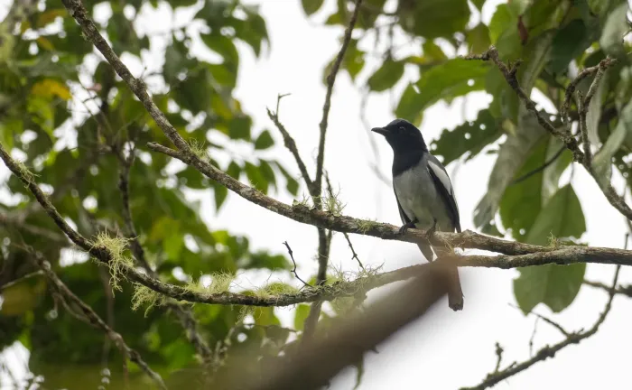 File:Malindangia mcgregori - Forest Botial-Jarvis - 220135935.jpeg