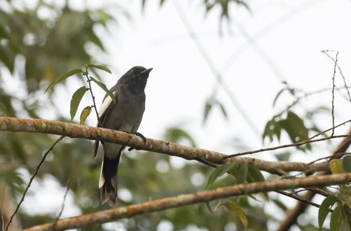 File:Malindangia mcgregori - Forest Botial-Jarvis - 228538368.jpeg