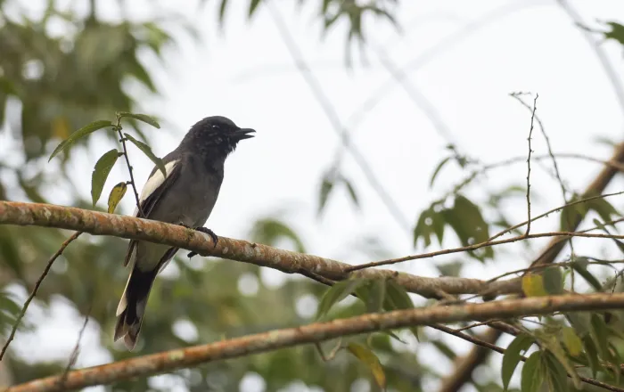 File:Malindangia mcgregori - Forest Botial-Jarvis - 228538443.jpeg