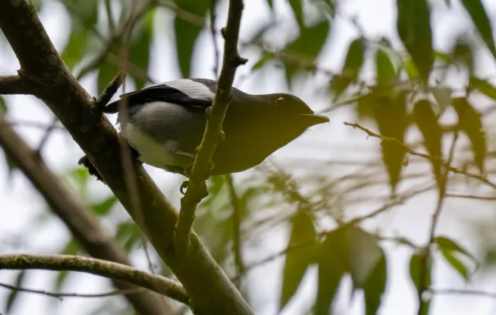 File:Malindangia mcgregori - Forest Botial-Jarvis - 269726113.jpeg