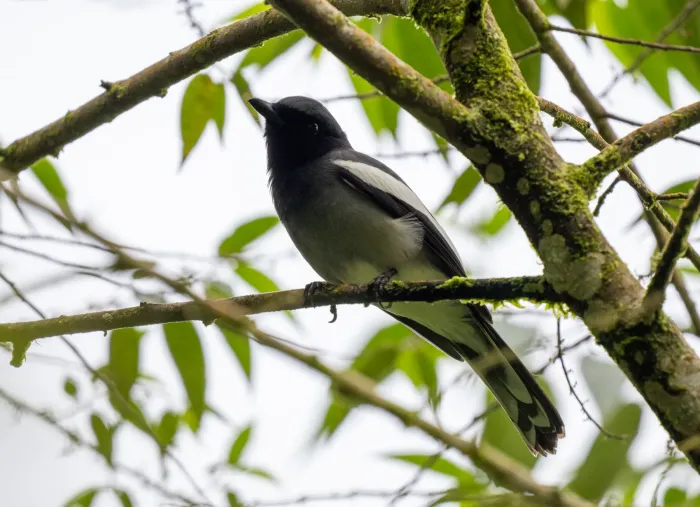 File:Malindangia mcgregori - Forest Botial-Jarvis - 269726046.jpeg