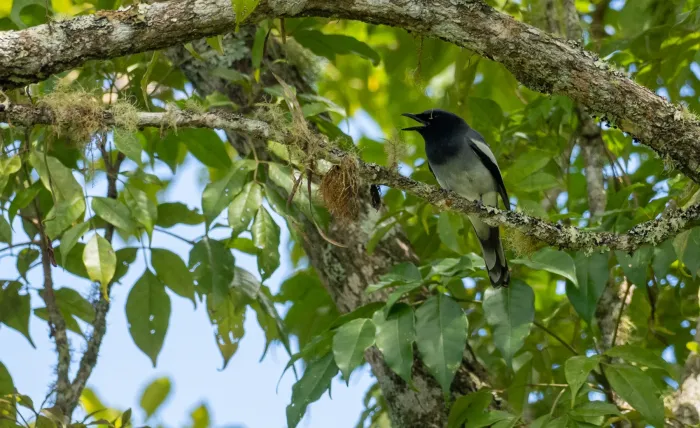 File:Malindangia mcgregori - Forest Botial-Jarvis - 232768887.jpeg