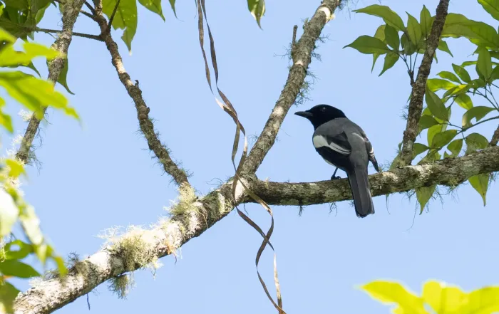 File:Malindangia mcgregori - Forest Botial-Jarvis - 232768896.jpeg