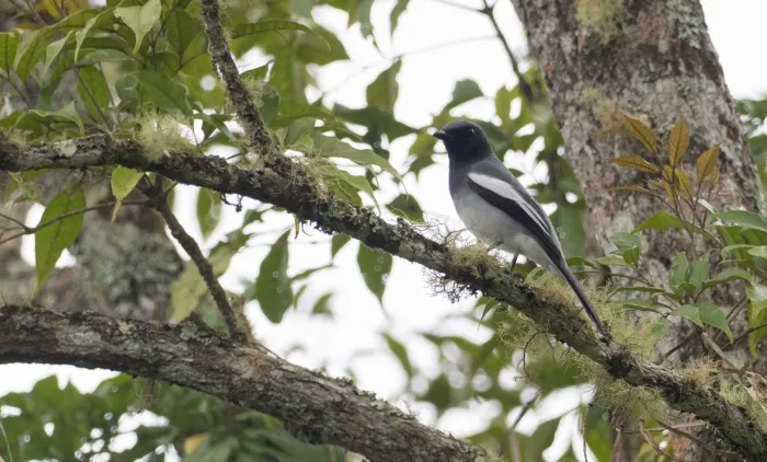 File:Malindangia mcgregori - Forest Botial-Jarvis - 218400022.jpeg