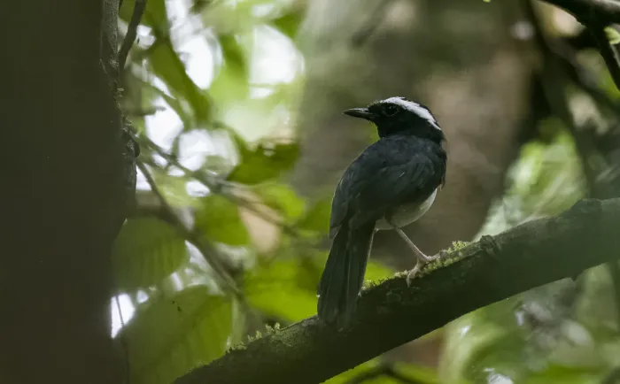 File:Copsychus superciliaris - Forest Botial-Jarvis - 236188030.jpeg