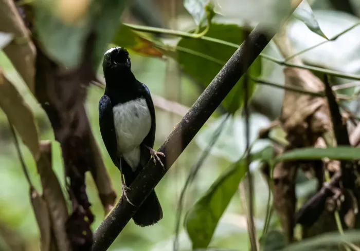 File:Copsychus superciliaris - Forest Botial-Jarvis - 209134586.jpeg