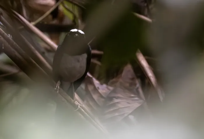 File:Copsychus superciliaris - Forest Botial-Jarvis - 209133706.jpeg