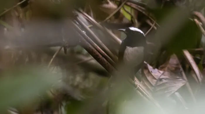 File:Copsychus superciliaris - Forest Botial-Jarvis - 209133724.jpeg