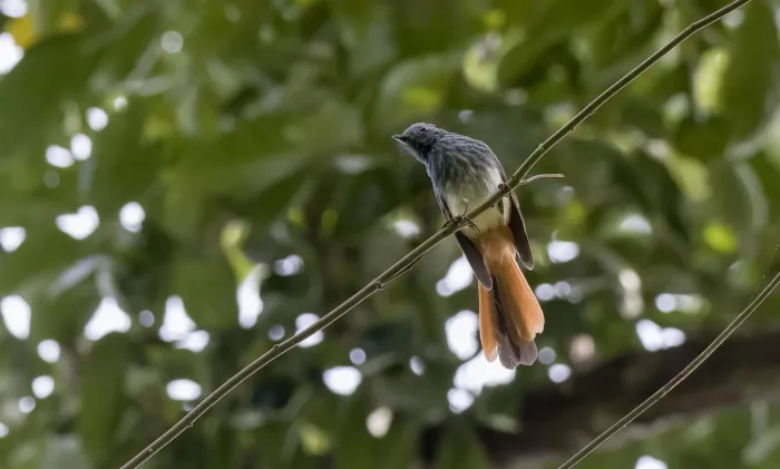 File:Rhipidura albiventris - Forest Botial-Jarvis - 236188592.jpeg