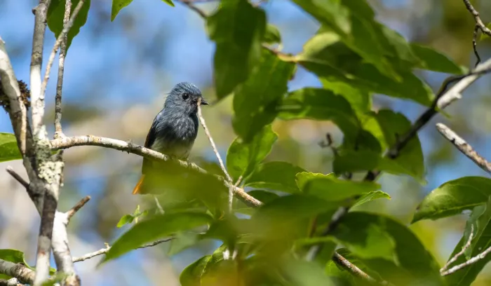 File:Rhipidura albiventris - Forest Botial-Jarvis - 209135388.jpeg