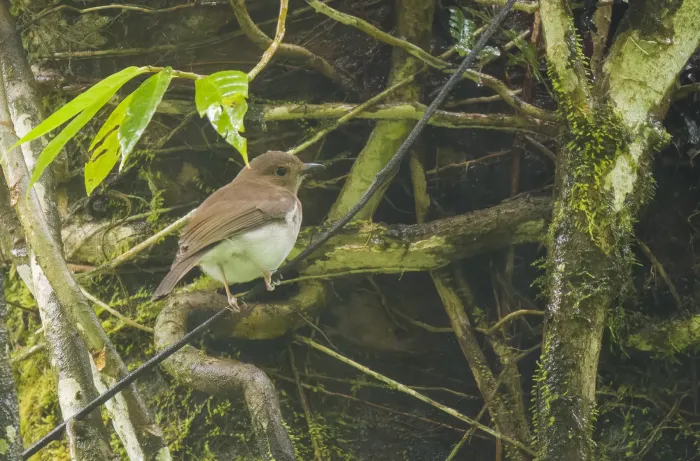 File:Pachycephala homeyeri - Forest Botial-Jarvis - 264807744.jpeg
