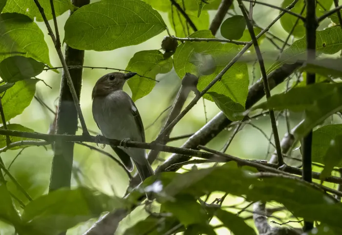 File:Pachycephala homeyeri - Forest Botial-Jarvis - 236187995.jpeg