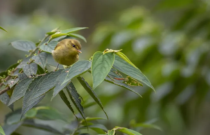 File:Phylloscopus nigrorum - Forest Botial-Jarvis - 228536081.jpeg