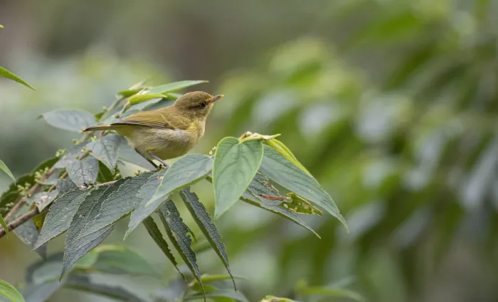 File:Phylloscopus nigrorum - Forest Botial-Jarvis - 228536123.jpeg