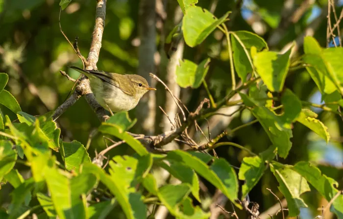 File:Phylloscopus nigrorum - Forest Botial-Jarvis - 232769009.jpeg