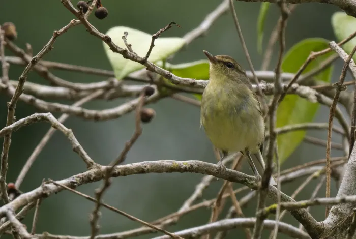 File:Phylloscopus nigrorum - Forest Botial-Jarvis - 267295563.jpeg