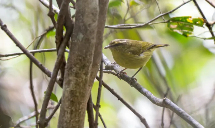 File:Phylloscopus nigrorum peterseni - Forest Botial-Jarvis - 276220212.jpeg
