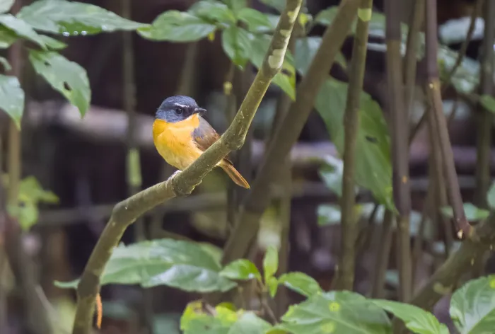 File:Ficedula luzoniensis - Forest Botial-Jarvis - 267306563.jpeg