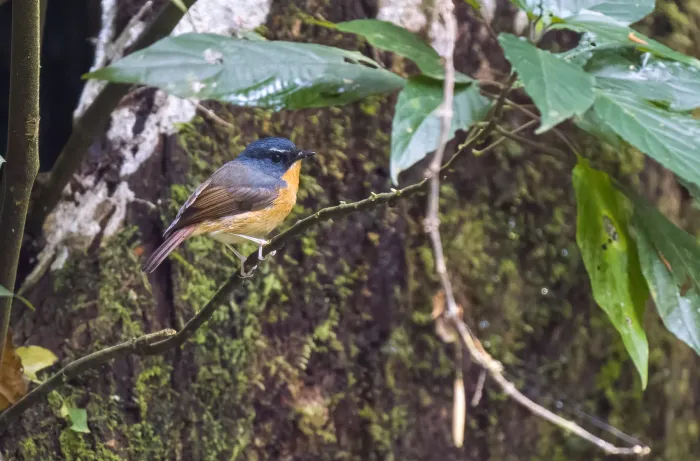 File:Ficedula luzoniensis - Forest Botial-Jarvis - 267306573.jpeg