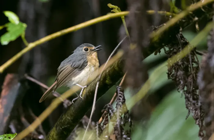 File:Ficedula luzoniensis - Forest Botial-Jarvis - 230838246.jpeg