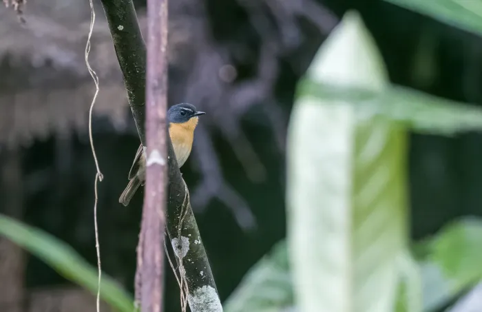 File:Ficedula luzoniensis - Forest Botial-Jarvis - 230838227.jpeg