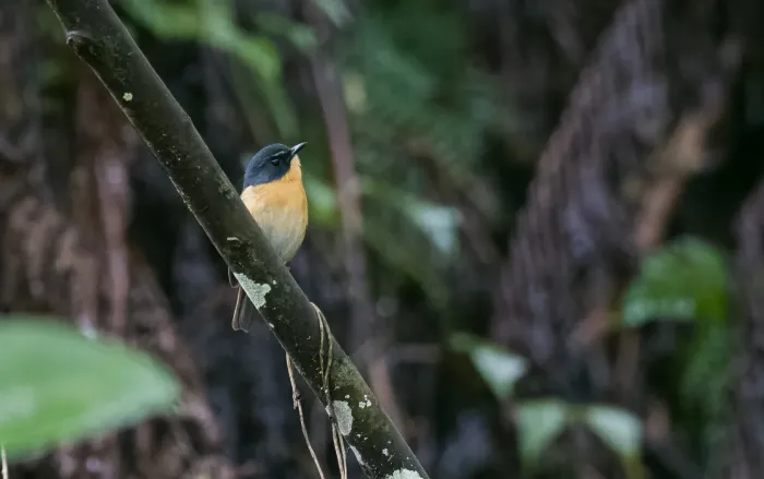 File:Ficedula luzoniensis - Forest Botial-Jarvis - 230838235.jpeg