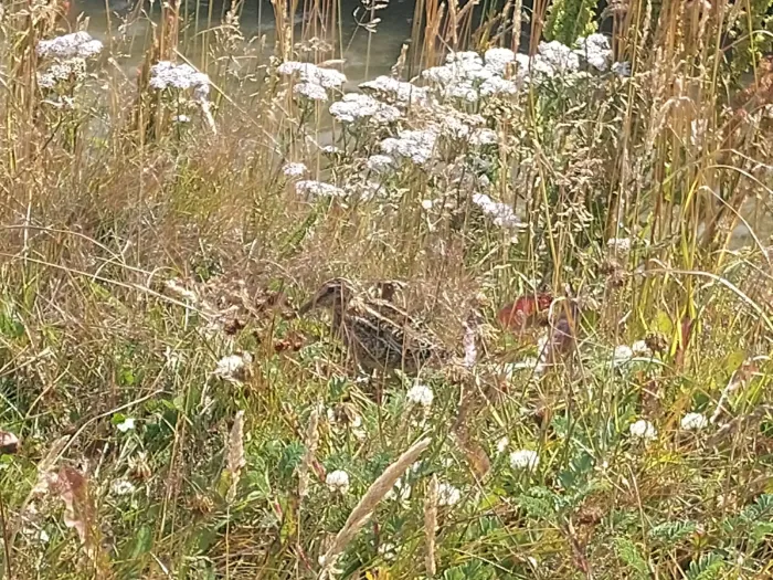 File:Becasina Gallinago magellanica en Bahia Encerrada.jpg